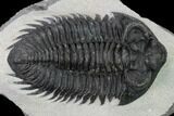 Coltraneia Trilobite Fossil - Huge Faceted Eyes #153974-2